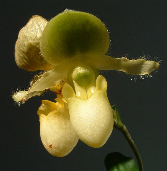 paphiopedilum Pinocchio