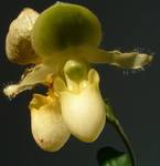 paphiopedilum Pinocchio