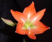 Amaryllis