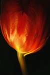 Fire Flower