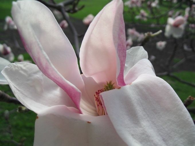 Magnolia