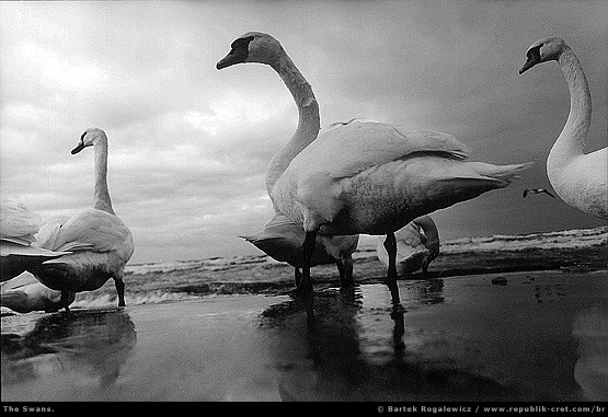 [ swans ]