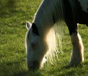 Captured...Sun in the mane.