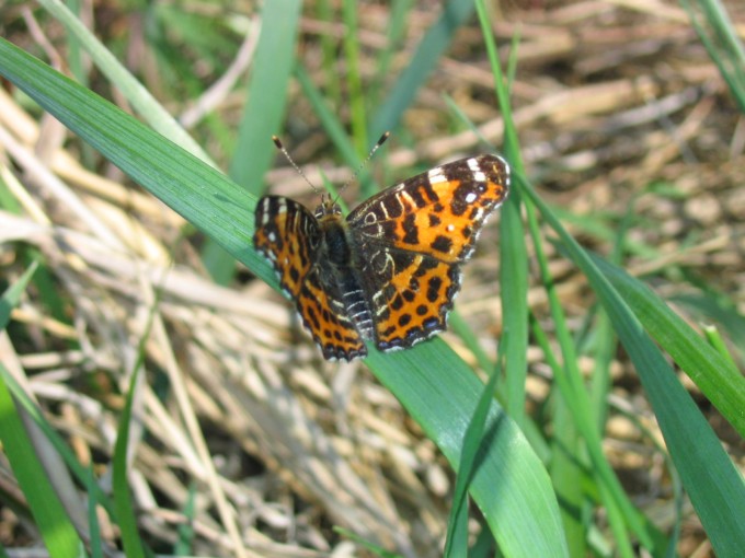 Rusalka Kratkowiec