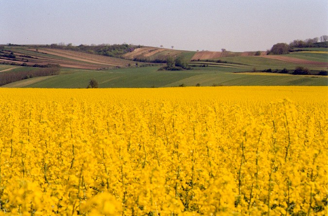 Morze rzepakowej żółci