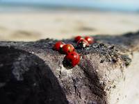 Biedronka siedmiokropka, Coccinella septempunctacta