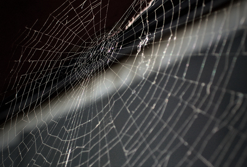 spider's web