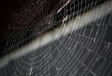 spider's web