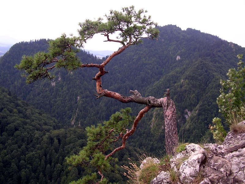 Klasyka z Sokolicy