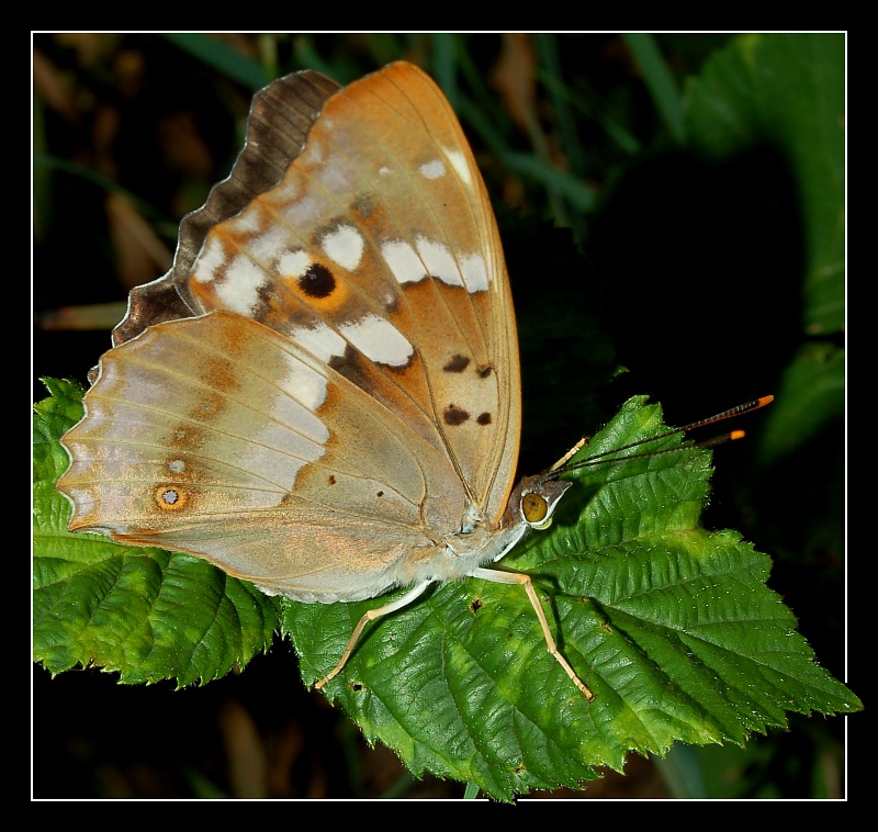 motyl