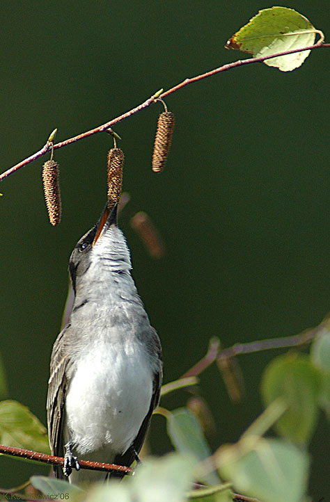 flycatcher