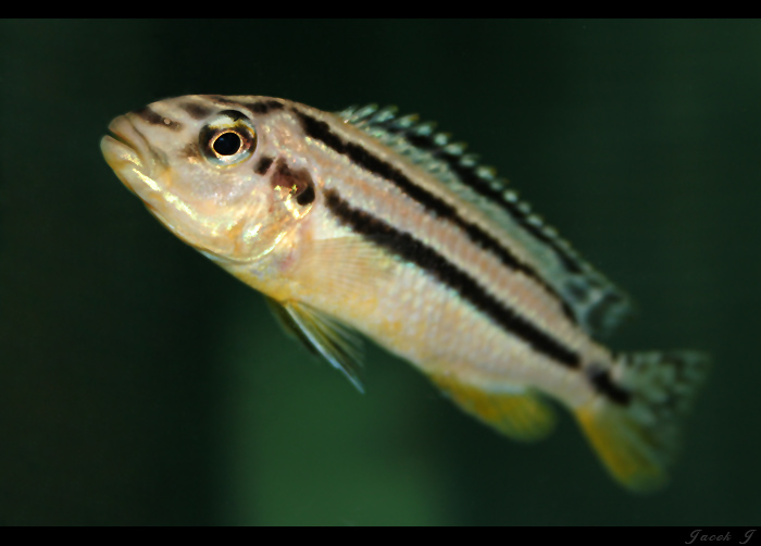 Melanochromis auratus