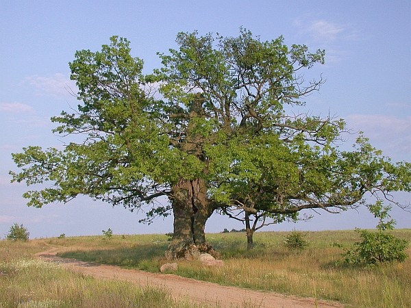 dąb w polach