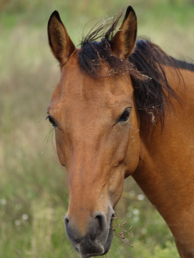 konik