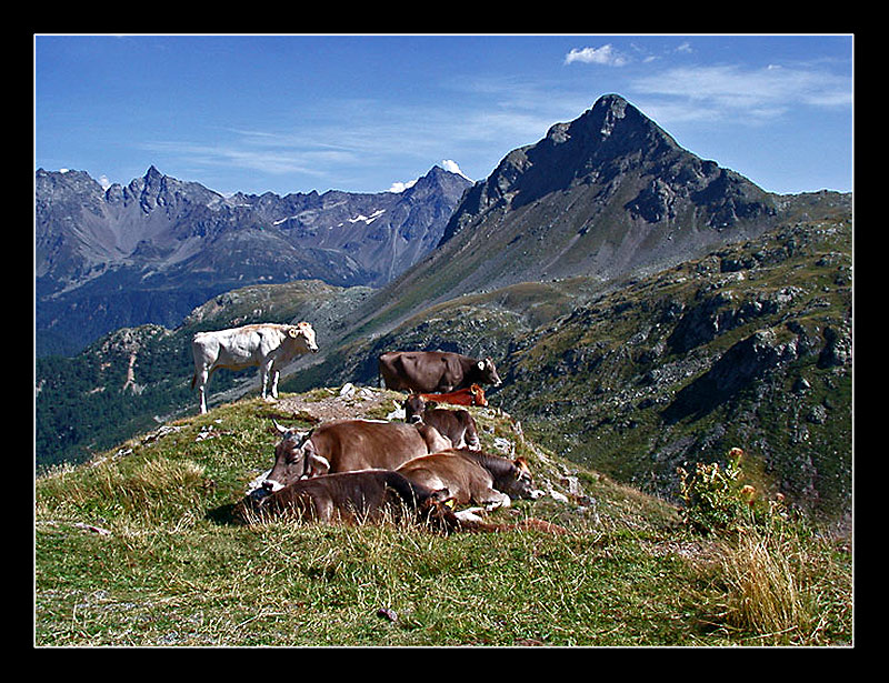 alpejska sielanka ...