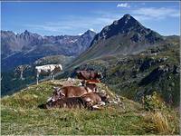 alpejska sielanka ...