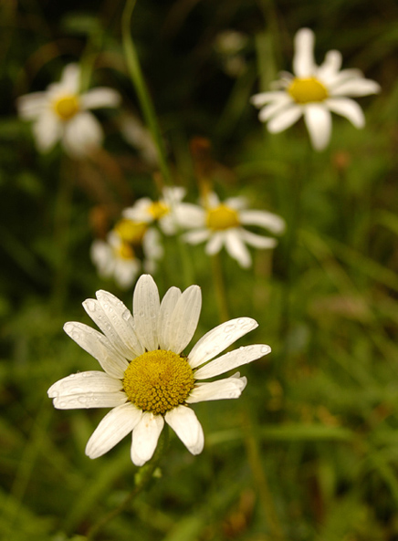 tatrzanskie rumiany