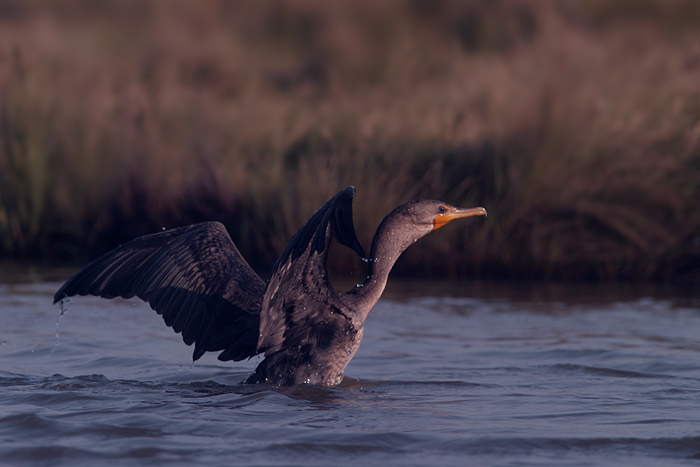 kormoran