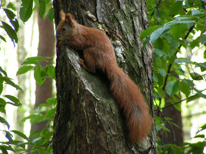 Mała ruda