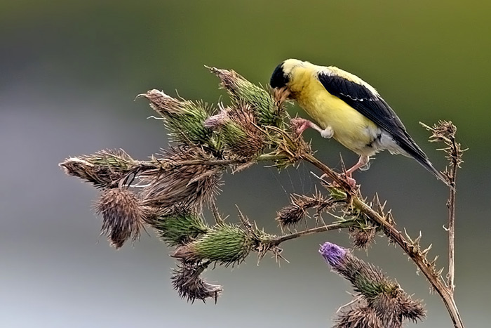 american goldfinch