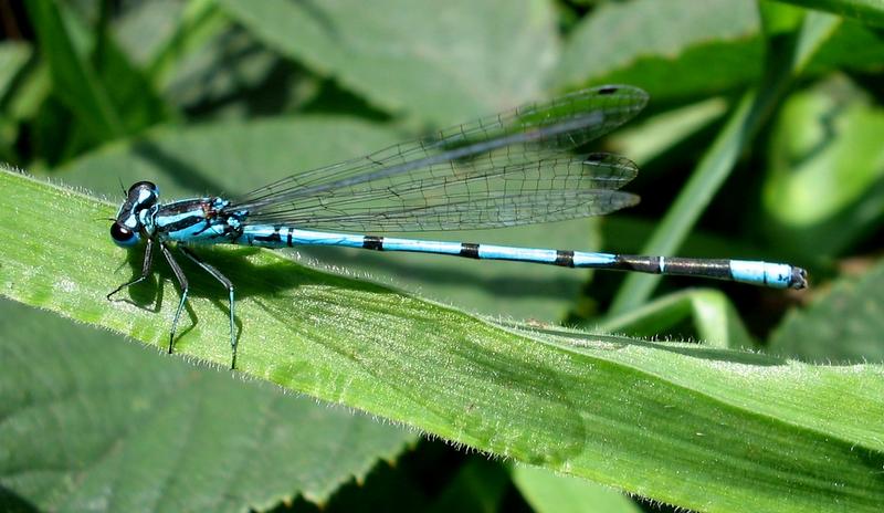 Platycnemis pennipes.Pióronóg zwyczajny.