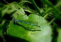 Platycnemis pennipes.Pióronóg zwyczajny. vol.II