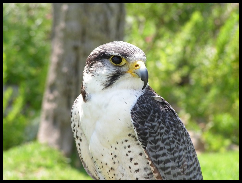 Aguila