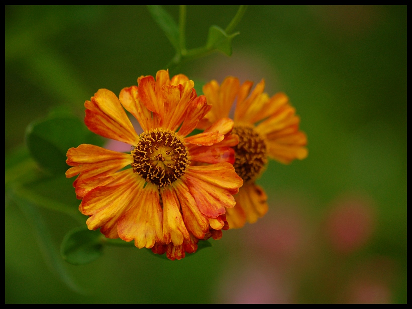 Dzielżan ogrodowy - Helenium hybridum