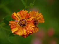 Dzielżan ogrodowy - Helenium hybridum