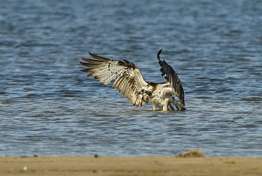 Łowca ryb