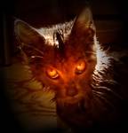 Evil Cat