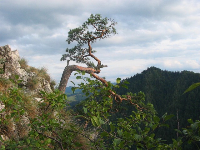 Pieniny