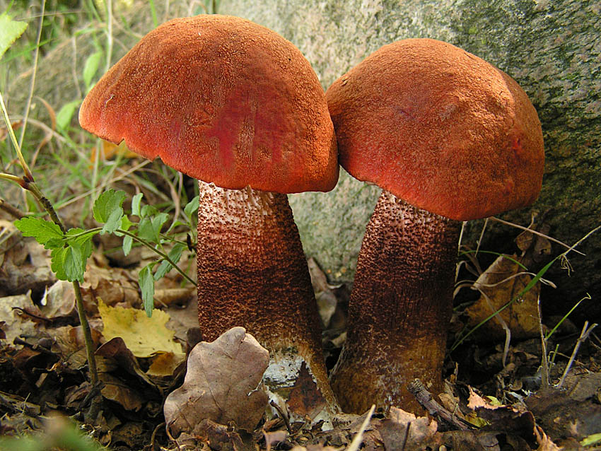 Koźlarz Czerwony - Leccinum aurantiacum