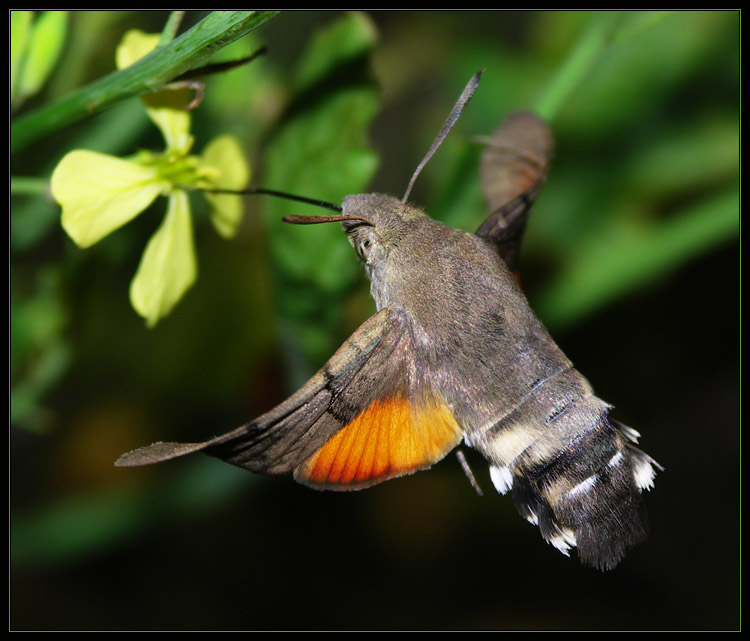 Fruczak gołąbek (Macroglossum stellatarum)