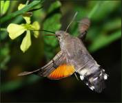 Fruczak gołąbek (Macroglossum stellatarum)