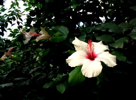 ...hibiskus...