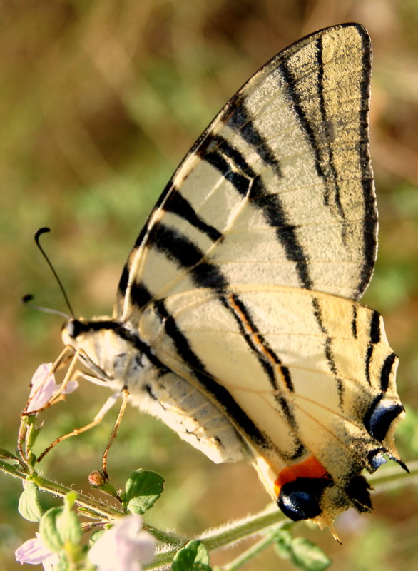 Motyl