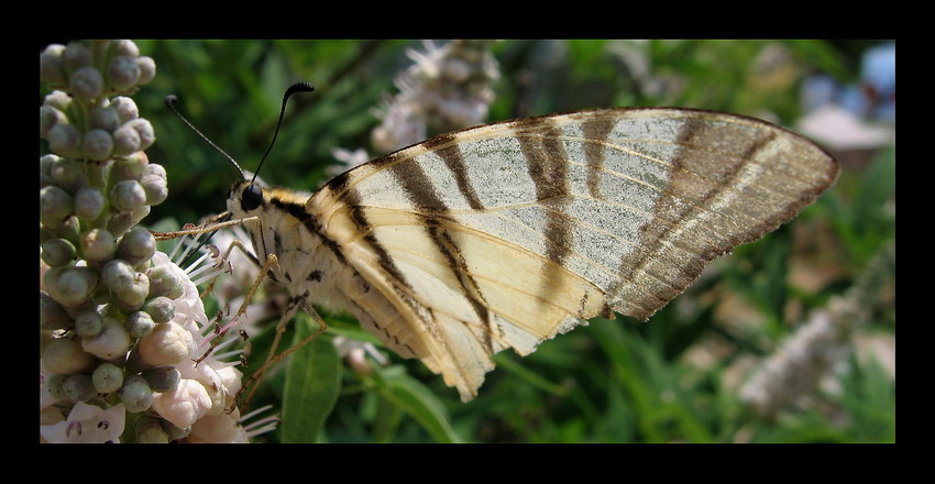 motyl