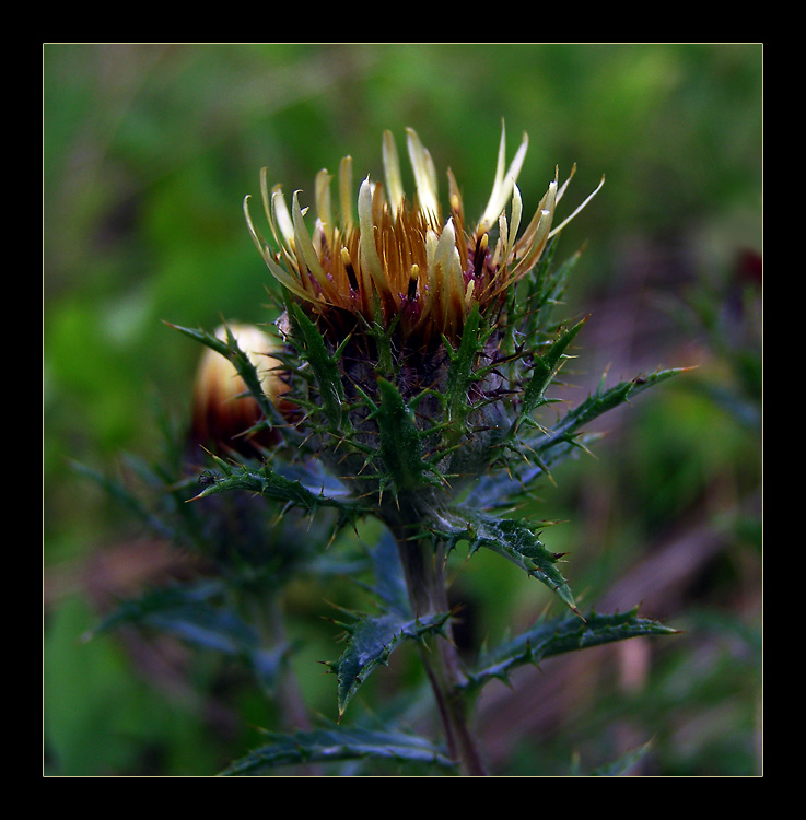 Carlina vulgaris