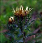 Carlina vulgaris