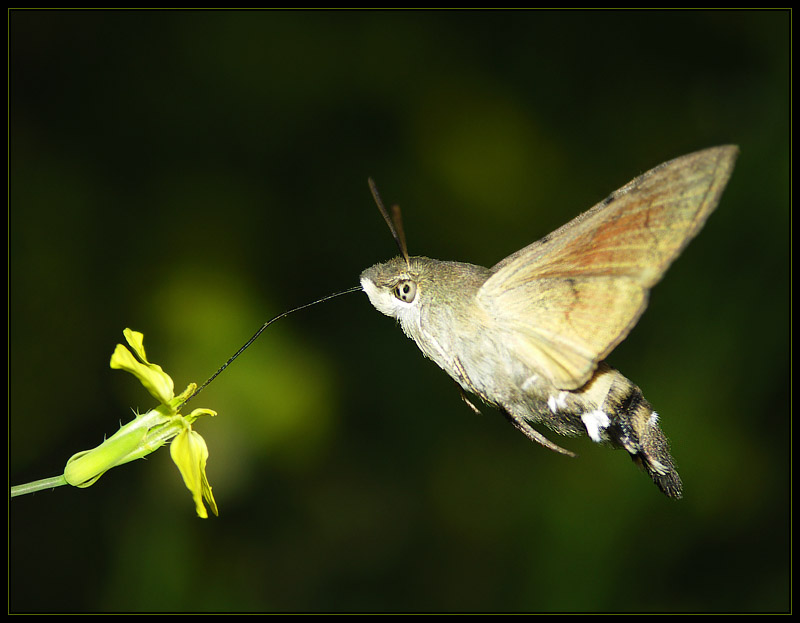 Fruczak gołąbek (Macroglossum stellatarum)