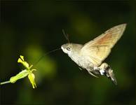 Fruczak gołąbek (Macroglossum stellatarum)