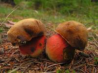 Borowik Ceglastopory - Boletus Erythropus