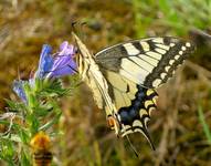 Piękny motyl