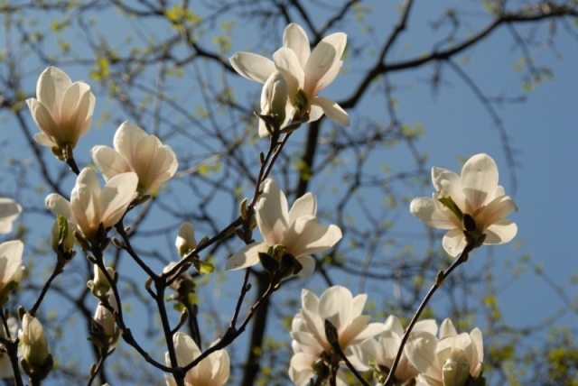 magnolia