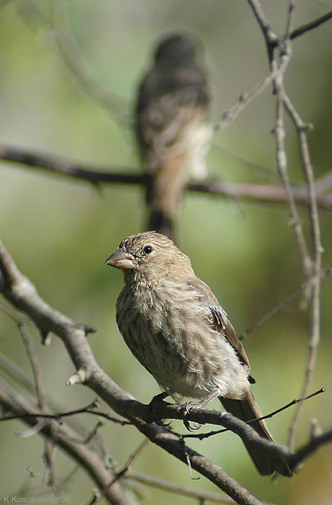 House Finch, carpodacus mexicanus