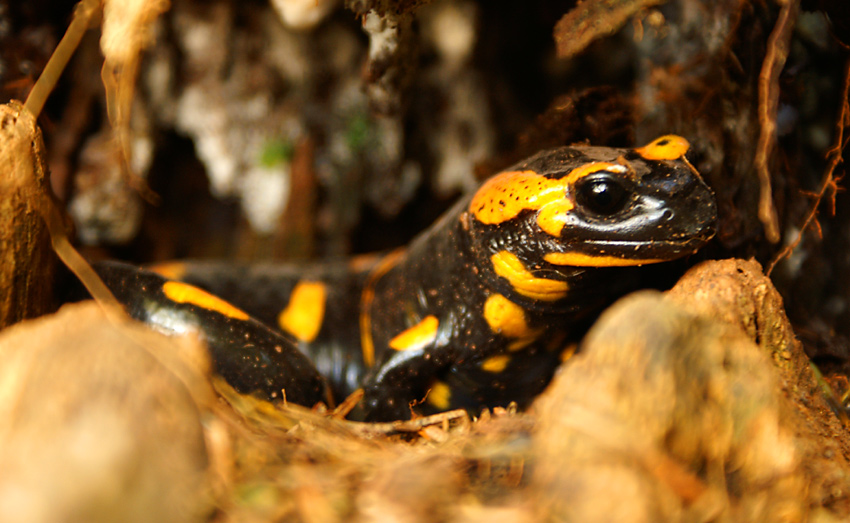 Portret salamandry