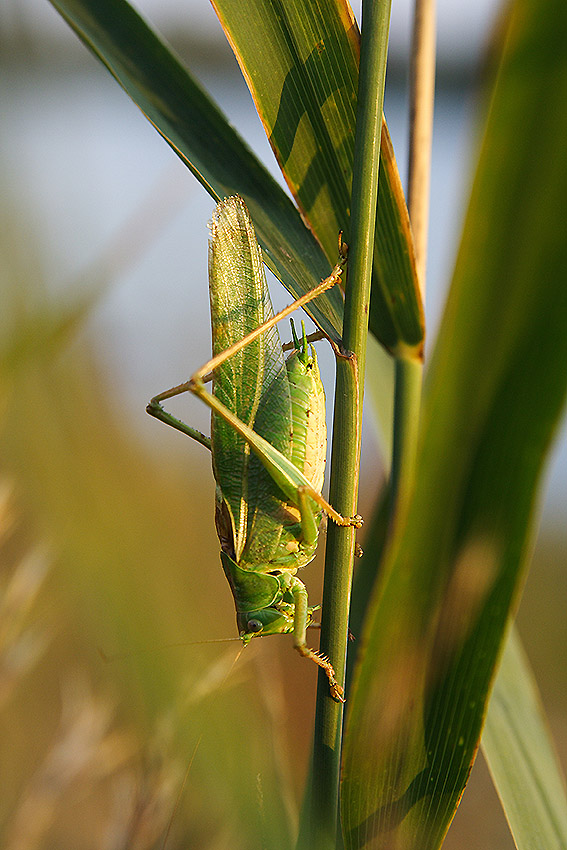 Pasikonik zielony (Tettigonia viridissima)