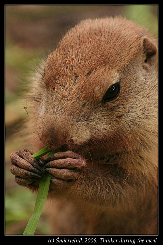 Thinker during the meal