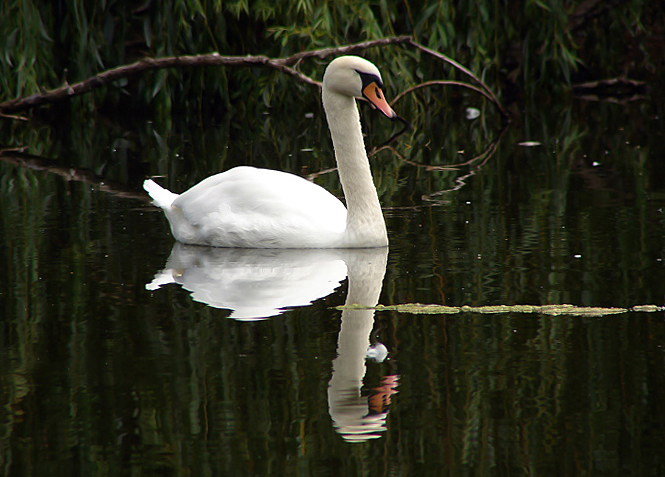 ŁABĘDŹ NIEMY